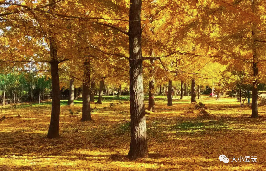 银杏最美的地方,这九个美丽的地方你想去看看吗