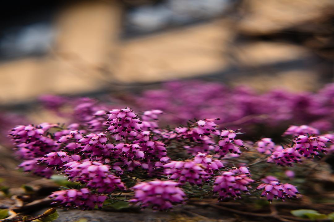 「万城名座」韵写着世间最美的烟火，你的芬芳为谁停留