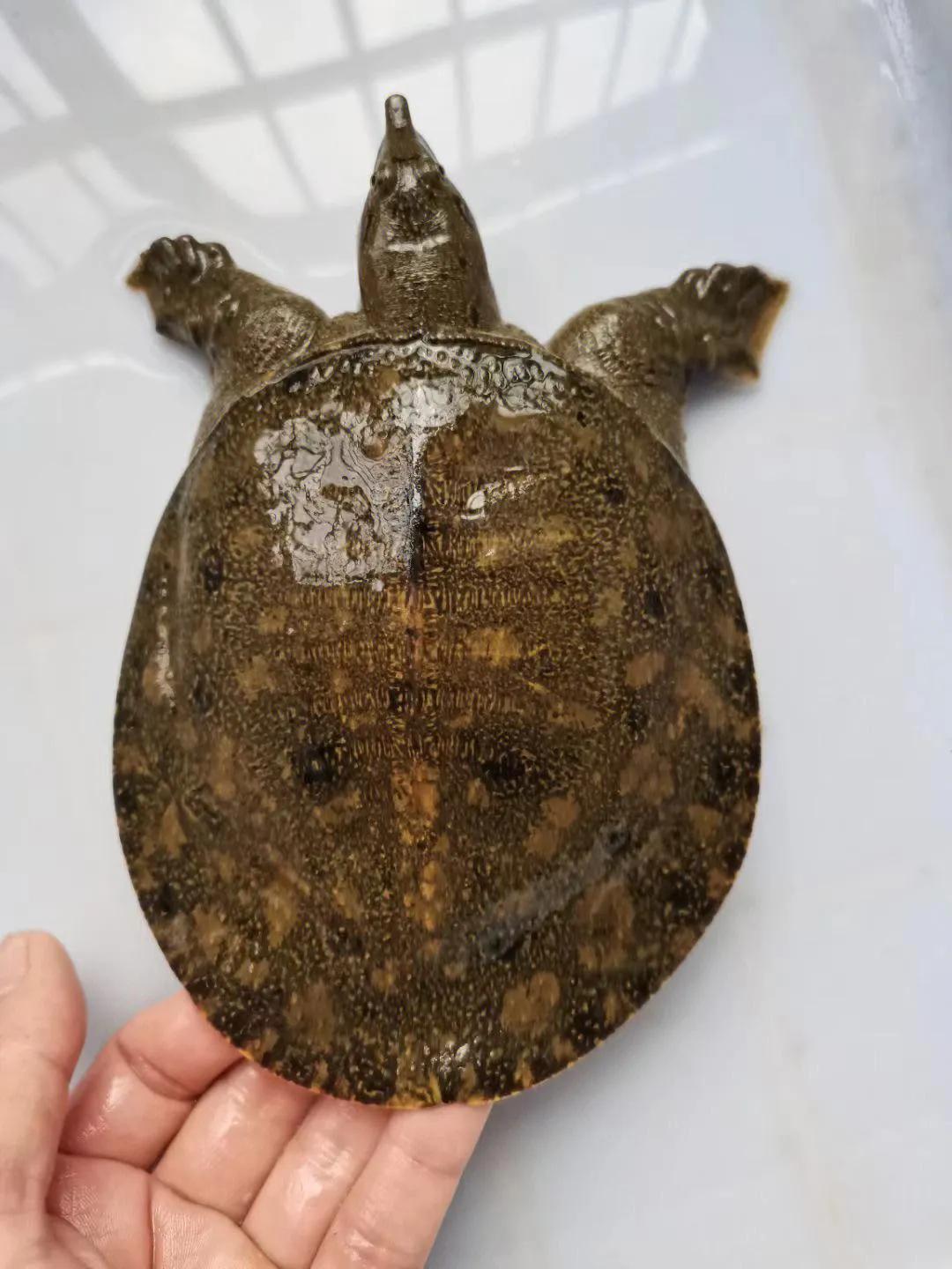 中国淡水鱼图谱大全集,中国各种淡水鱼的图片和名字