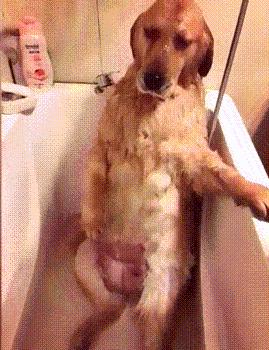 这几样东西是狗狗的克星,狗的克星都有什么