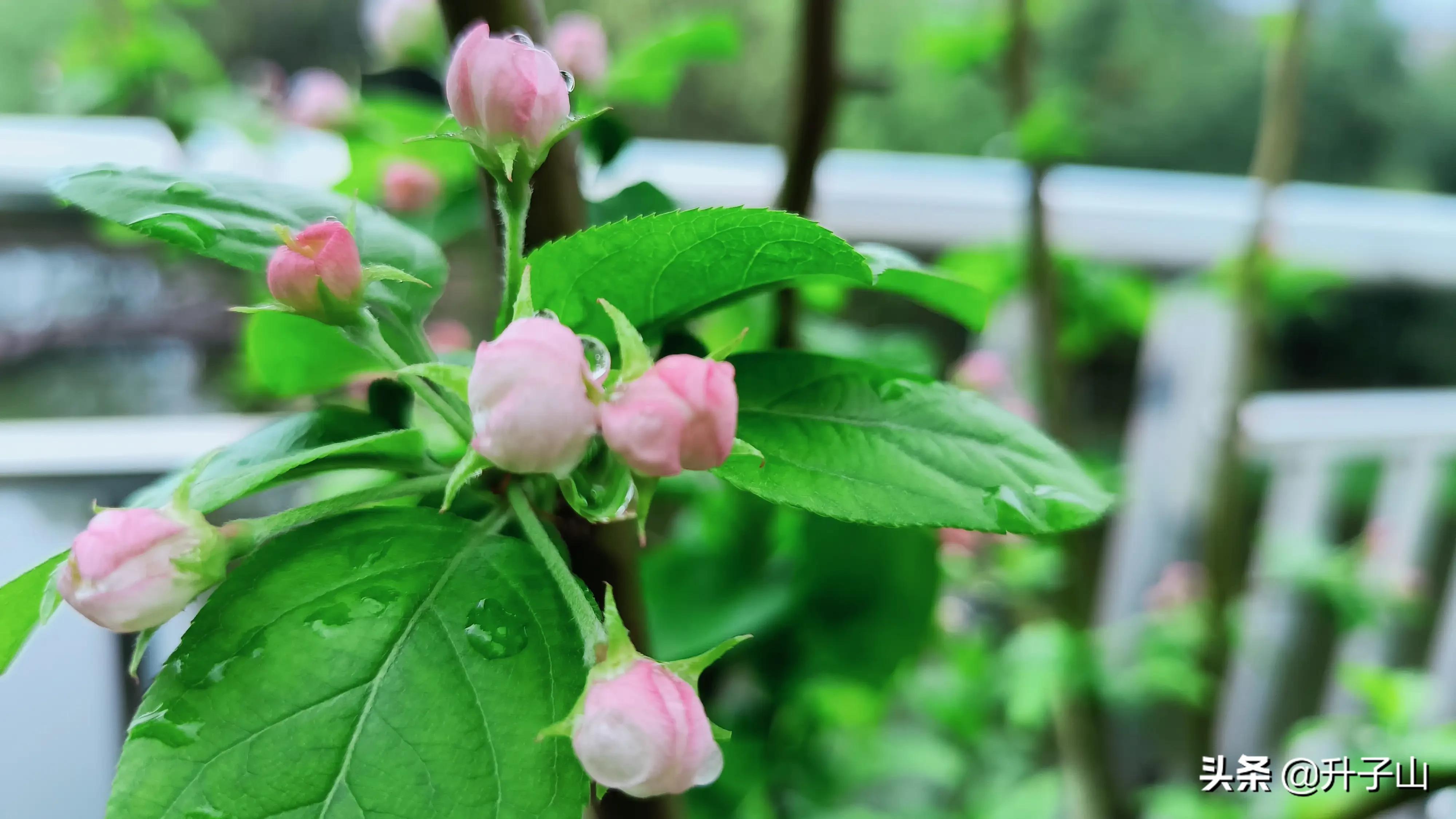 守门员抗疫一线,守门员抗击疫情先进事迹