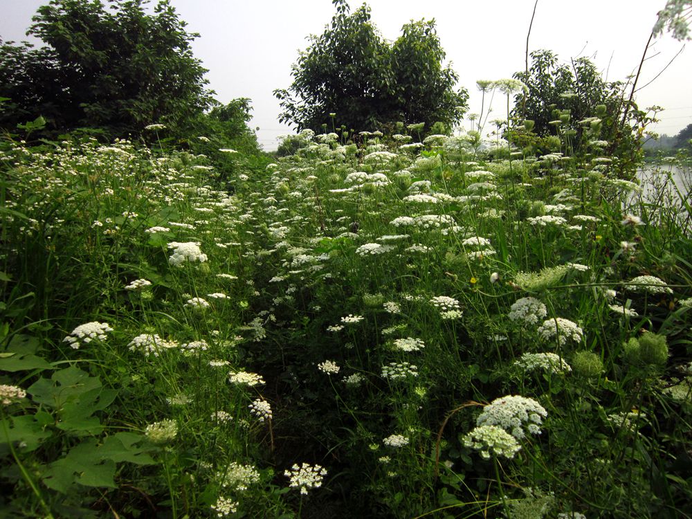 说文解字12讲图例,说文解字第661课