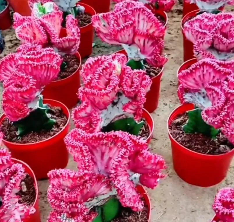 最具有观赏性的多肉植物,颜值高又好养活的多肉植物