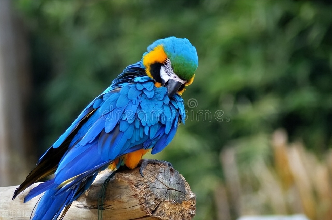 鹦鹉洗澡用沐浴沙好还是水好,鹦鹉洗澡拉水便怎么办