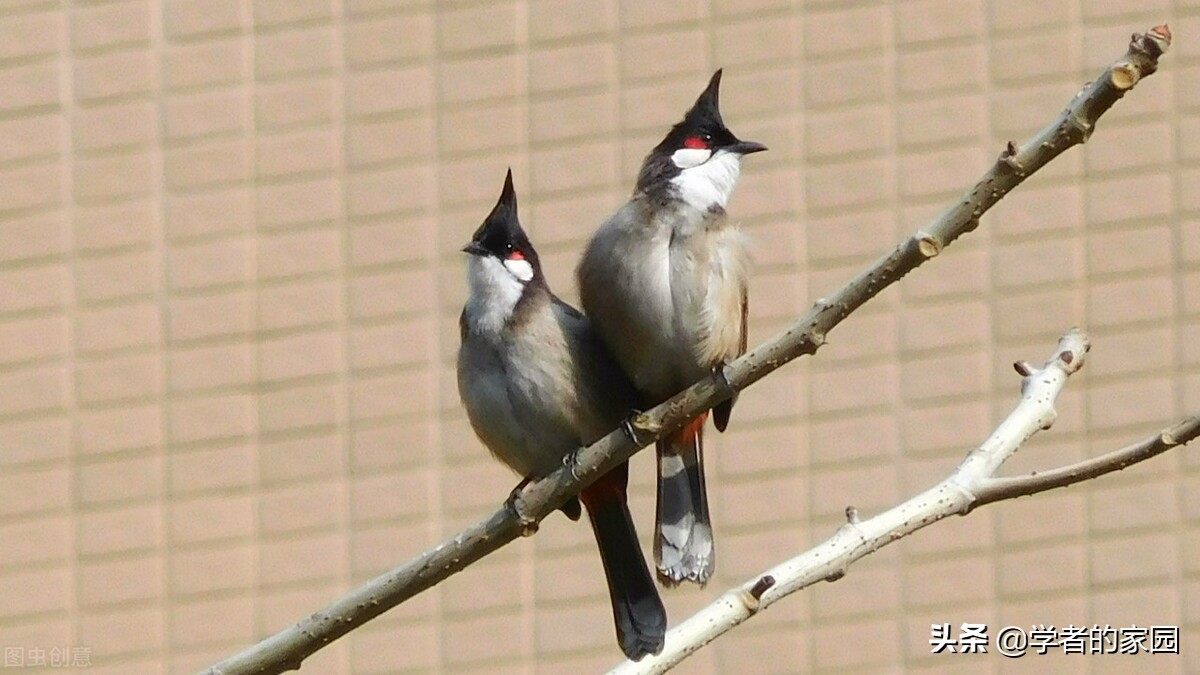 索尼dsc-hx400长焦,索尼hx400长焦相机和单反区别