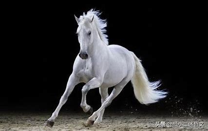 刘立夫|白马非马是不是诡辩？