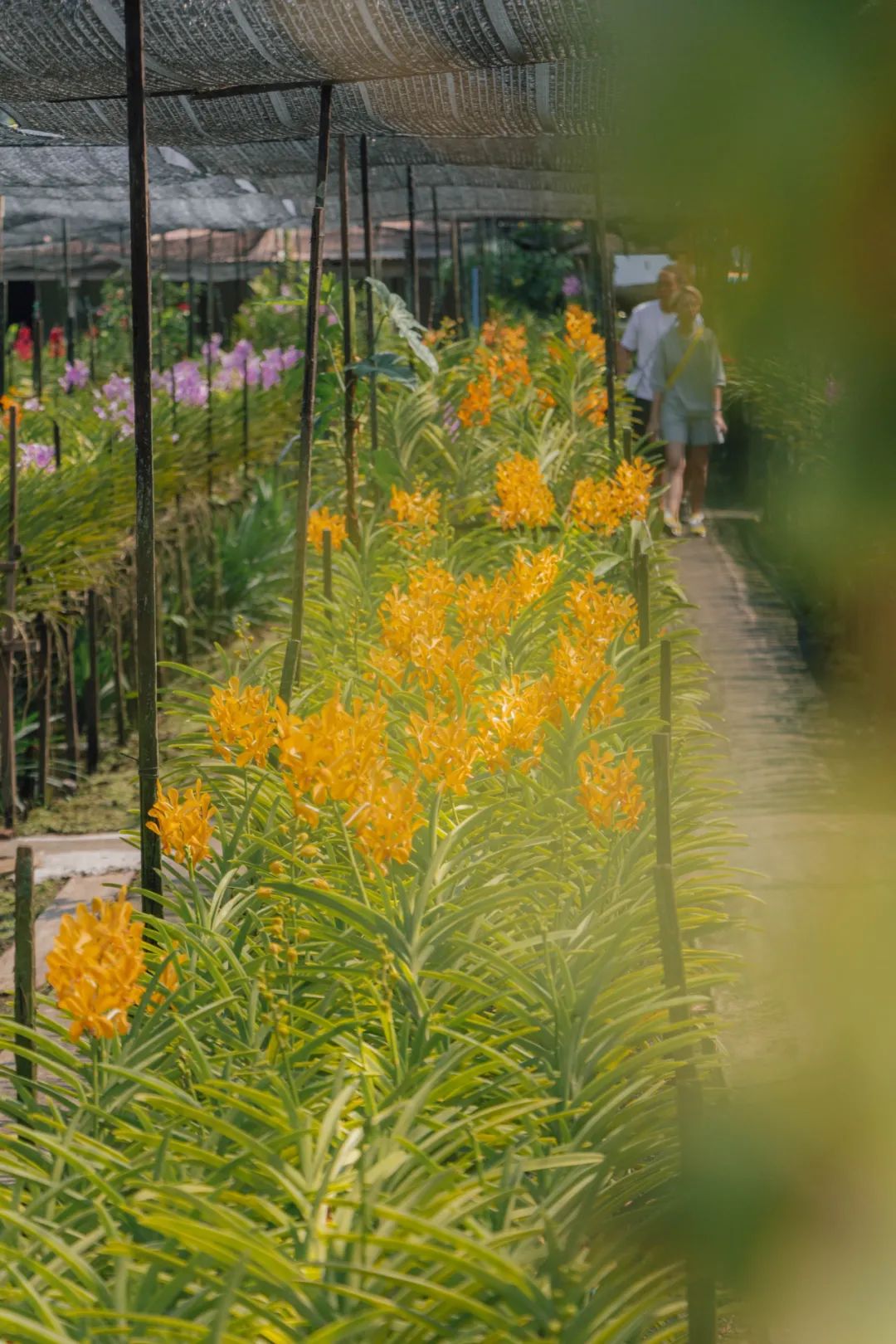 鍘绘嘲鍥芥浖璋峰拰鑺彁闆呯殑鏀荤暐,鍘绘嘲鍥界帺杞浖璋疯姯鎻愰泤