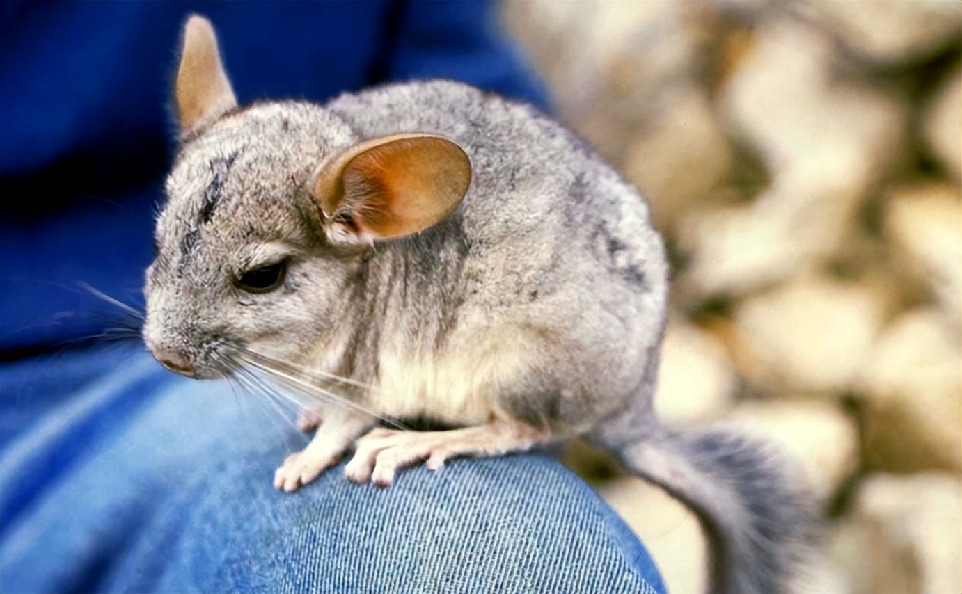 亚洲最萌动物大熊猫,国外评最可爱动物大熊猫排第三