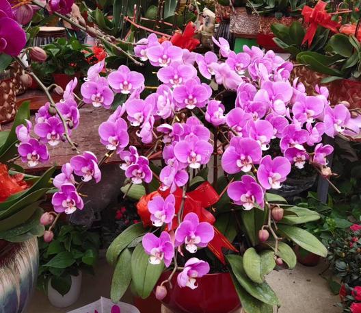 名贵的花卉就一定难养吗,花市的花怎么养得那么好