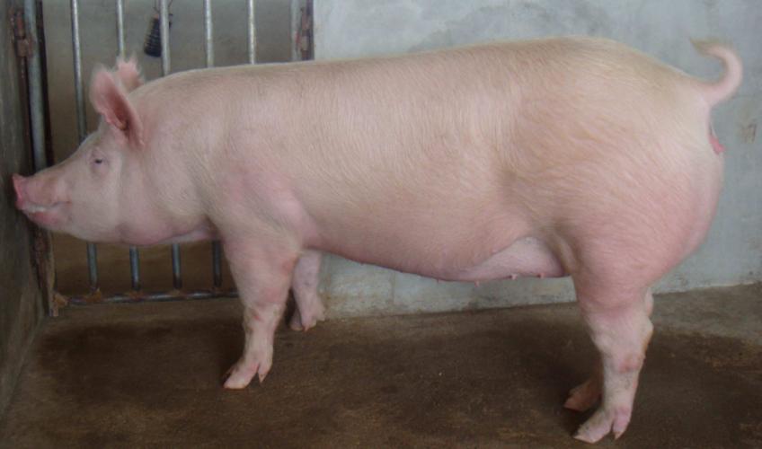 母猪脱肛了还能用吗？母猪脱肛了怎么办？养猪人先别慌！