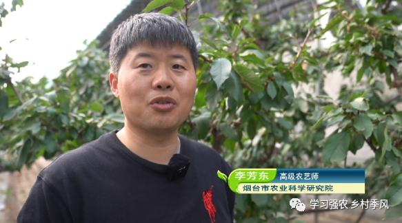 大棚樱桃还有发展趋势吗,大棚樱桃错时上市反季节