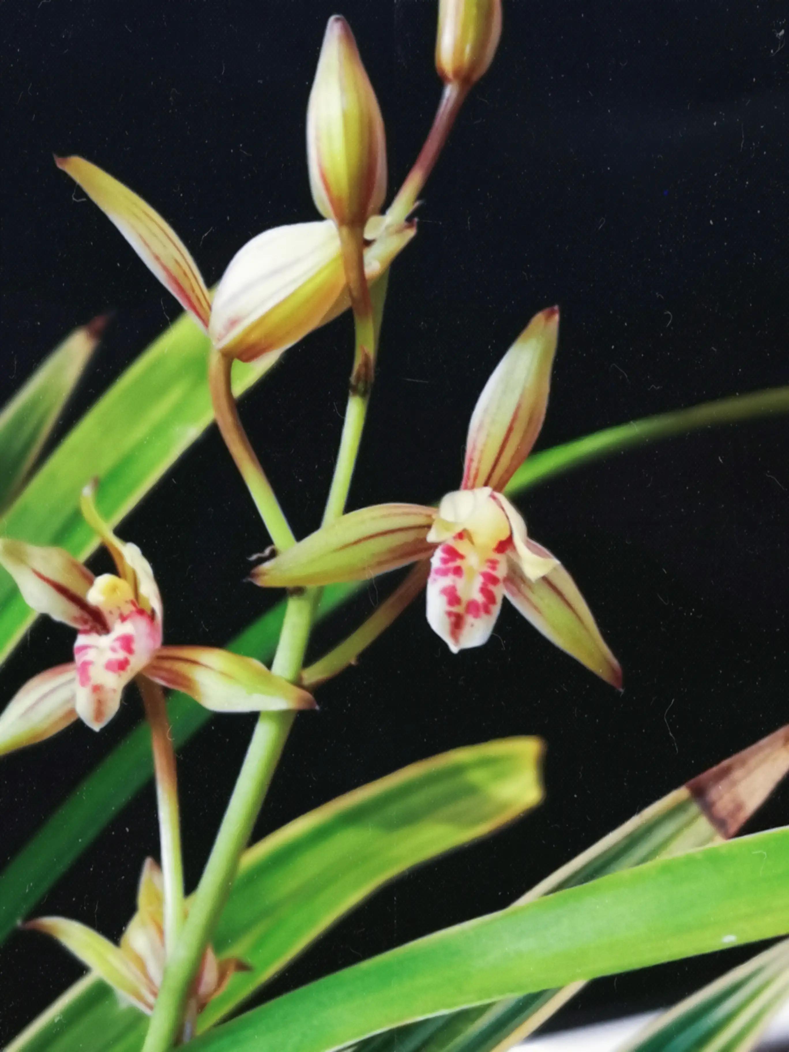 两岁读诗出口成章（天才养成计划之一）