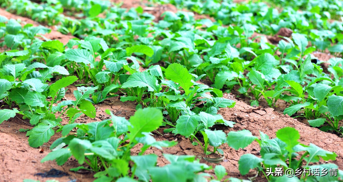蔬菜种植叶子发黄枯萎怎样补救,连雨天西瓜蔓烂怎么办