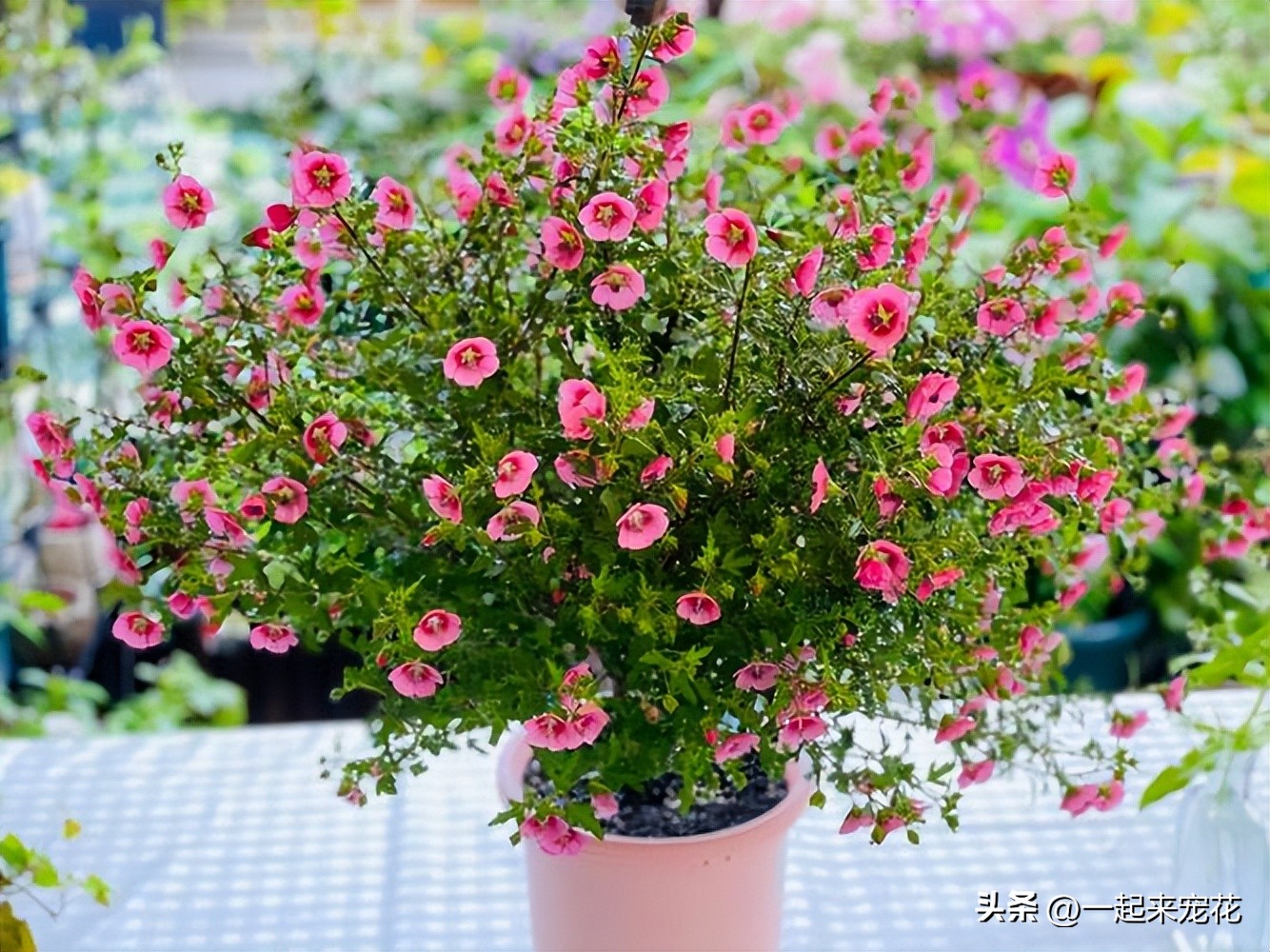 4种花好养易活开花漂亮,6种非常漂亮的花好养易活