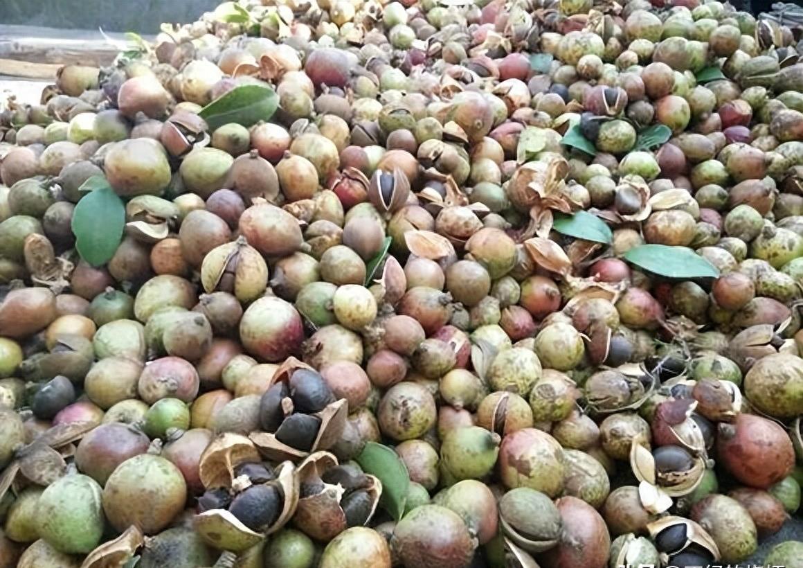 曾是皇帝*用御**，如今却无人问津，“油中软黄金”如何走向末路？