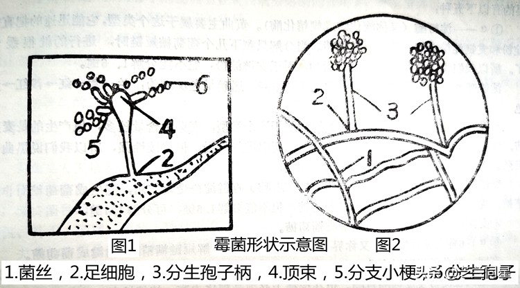 白酒对霉菌有效吗,霉菌有什么功能