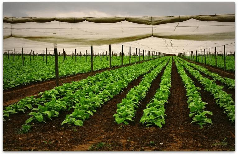 正宗的最便宜雪茄多少钱一盒,一支雪茄为啥能卖782万天价