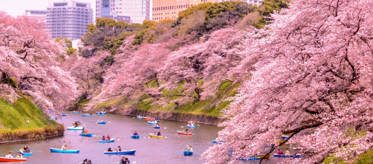 2023日本樱花什么时候开花,2023年日本樱花开放预测