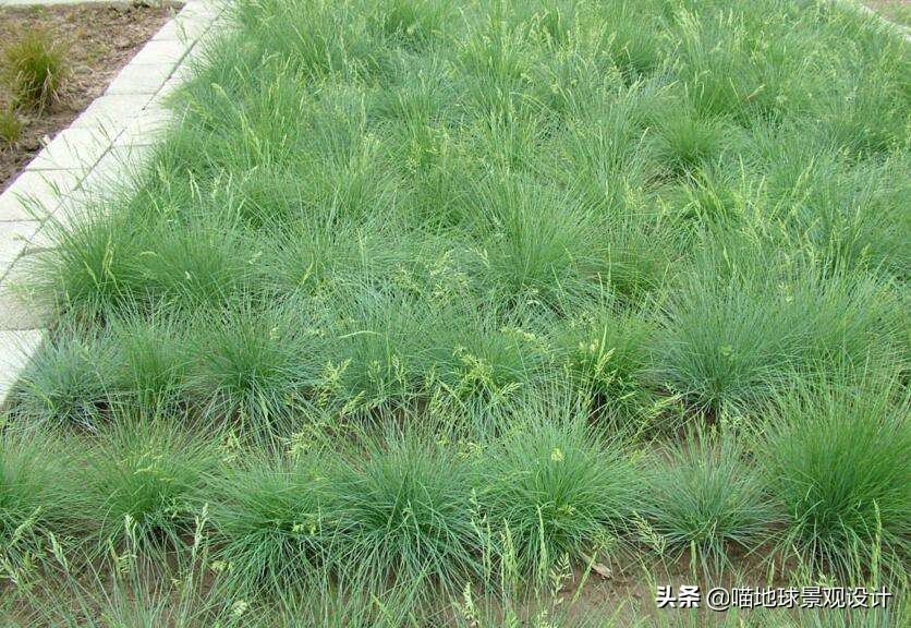 山东地区适合种植什么草皮,山东地区草坪