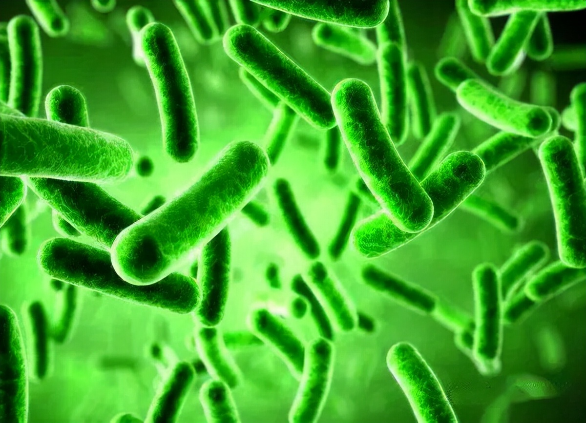 液态硝化细菌和粉状硝化细菌区别,硝化细菌需要每次换水后加入吗