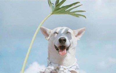 十二星座白羊座最喜欢的狗狗,十二星座狗狗跟哪一个狗狗有点像