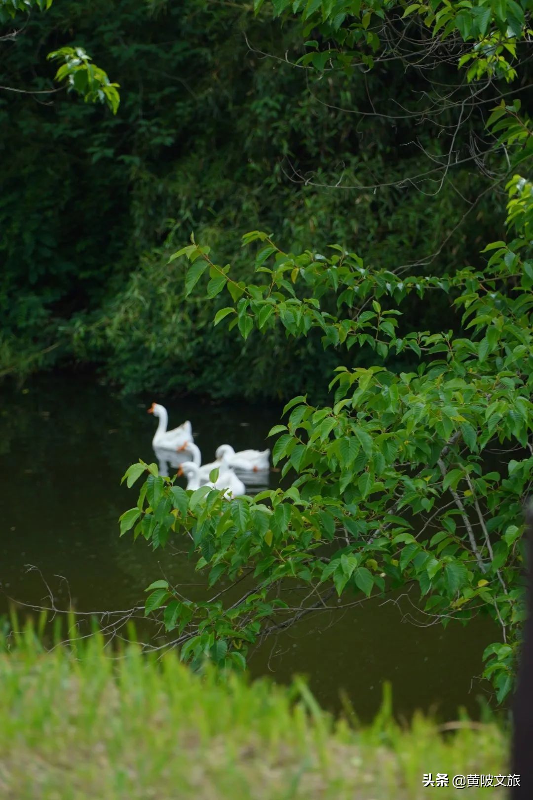 武汉夏天自驾游推荐,夏日避暑武汉出发3-5天自由行攻略