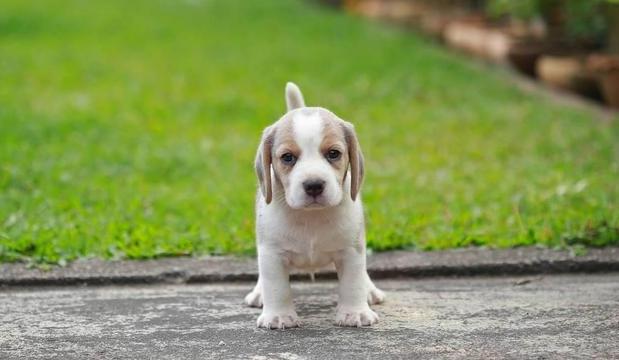 小狗呕吐拉稀怎么回事啊,小狗呕吐拉稀是怎么回事