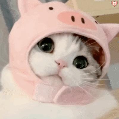 在漳州，投资买房跟着“星巴克”走？刚需买房跟着“黄焖鸡”走？