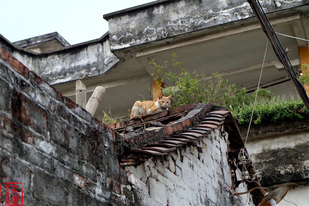 古村探寻｜广东佛山顺德一日打卡杏坛镇两个岭南水乡