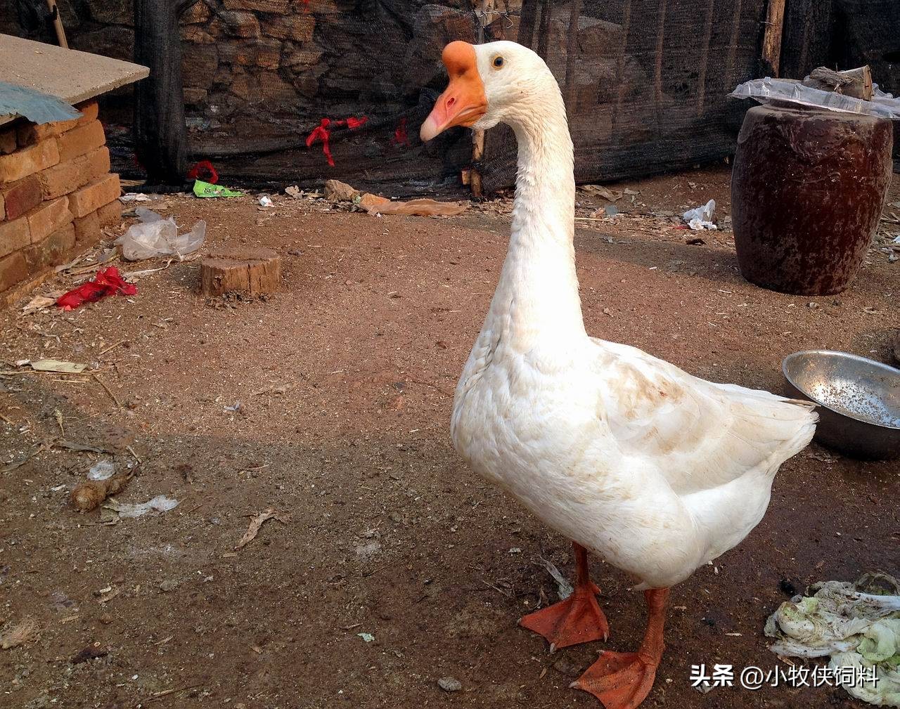 种鹅卵黄性腹膜炎的特效药,鹅腹膜炎用哪类药