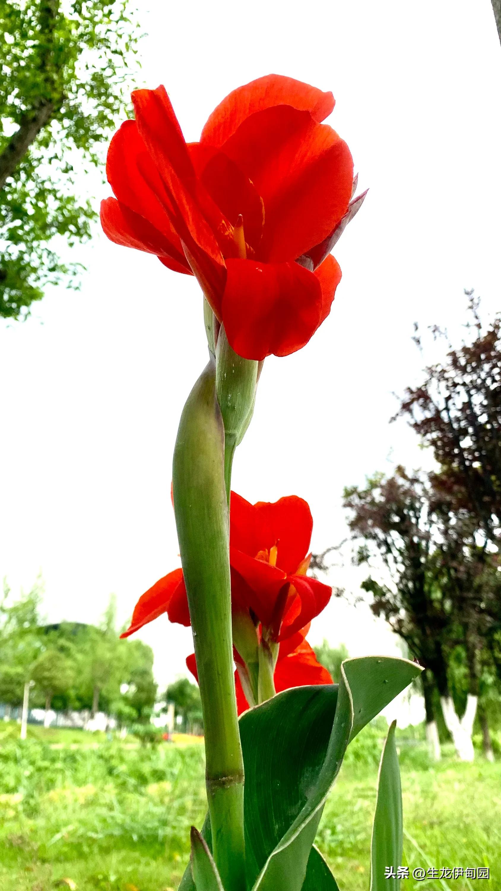 大花美人蕉完整版,大花美人蕉是宿根花卉吗