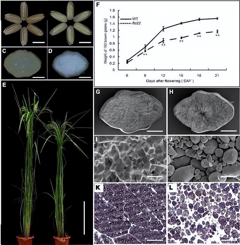 现代农业研究：水稻重金属P型ATP酶OsHMA6可能是铜外排蛋白