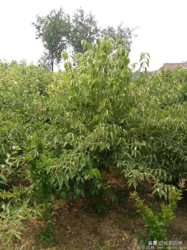 上海优质金银木价格,金银木价格一览表