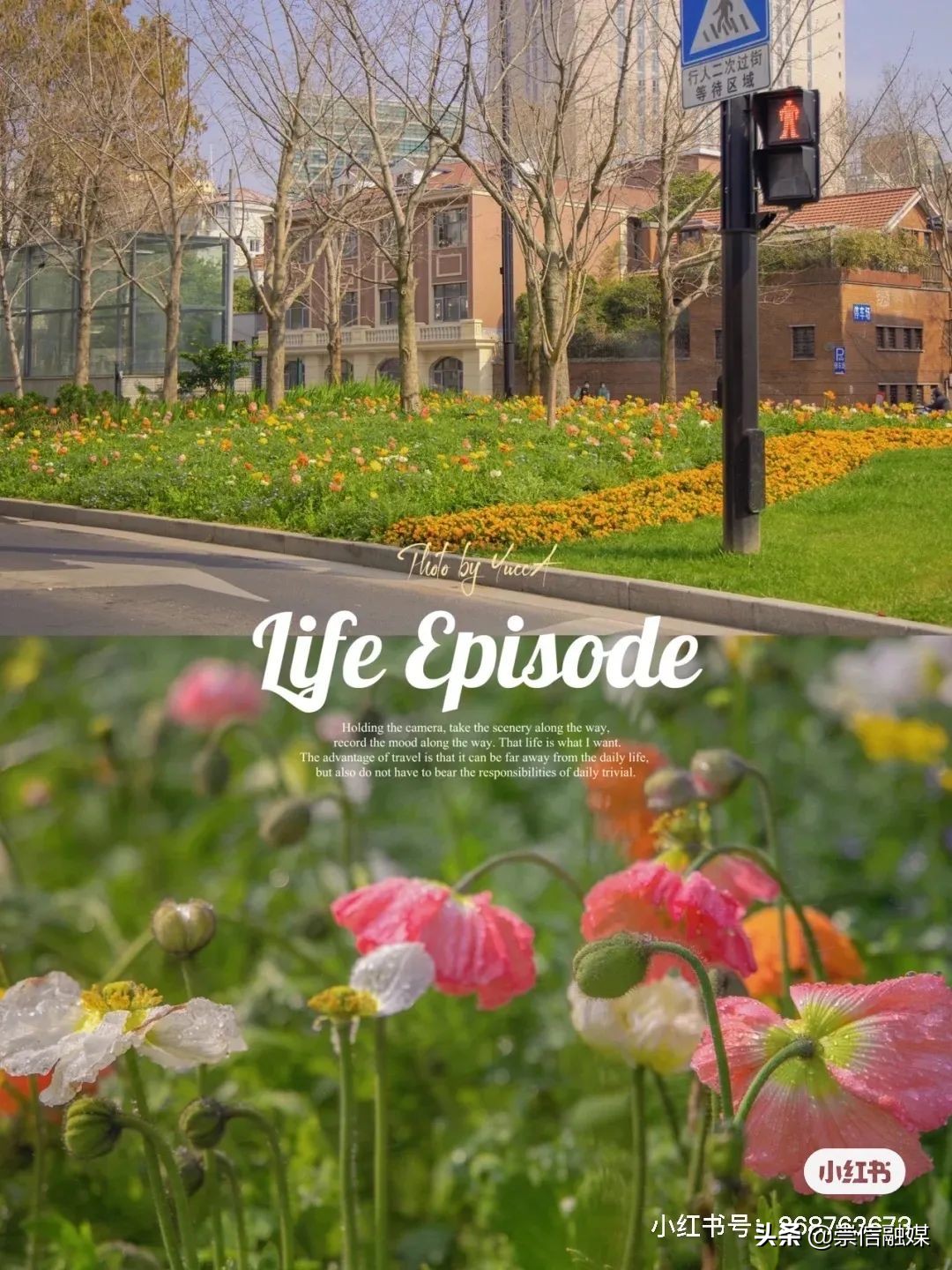 上海的浪漫鲜花,上海最美的鲜花