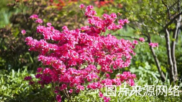 美丽的映山红美景,美丽的映山红原唱视频