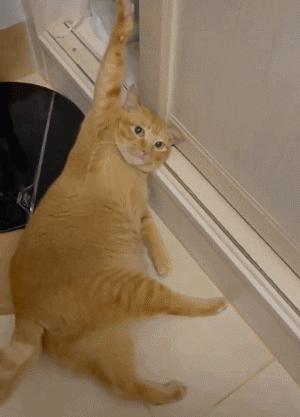 别人家的猫是液体还是固体,猫都是水做的