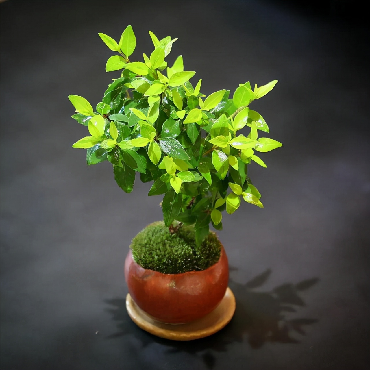 为什么苔藓养不活,苔藓为何养不活