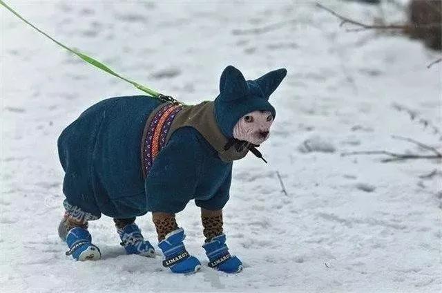 瑞士猫和俄罗斯猫,俄罗斯猫西伯利亚猫