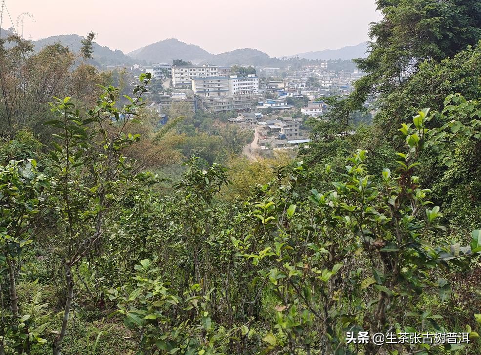 普洱茶哪座山头最好,普洱茶著名茶区