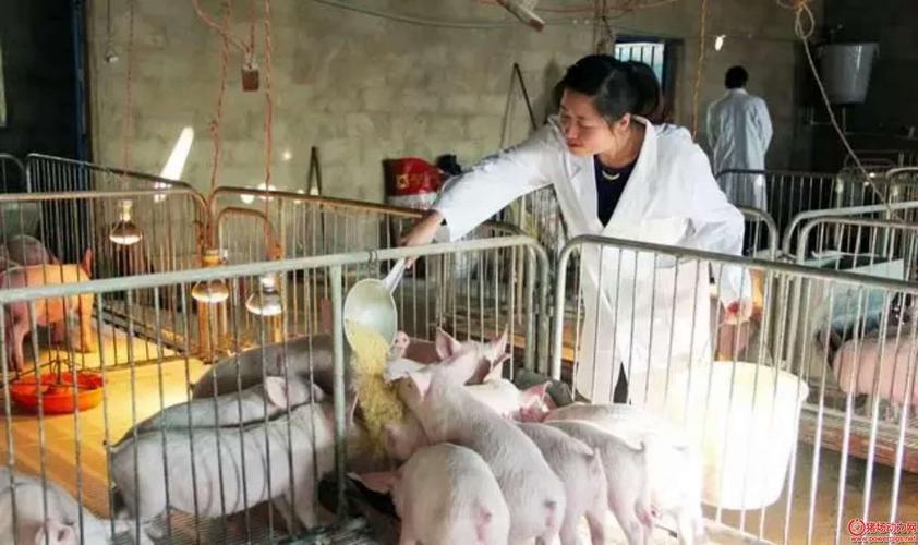 为什么牛肉可以生吃猪肉不可以,牛肉可以生吃为什么猪肉不行
