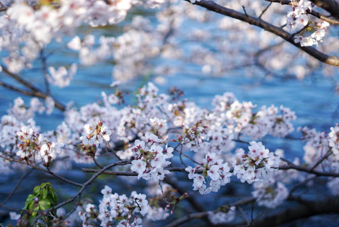 今年日本樱花还能看吗,日本4月底还有樱花看吗