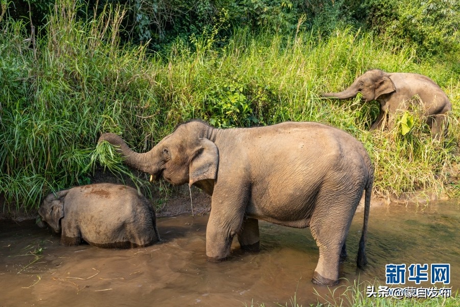 cop15第二次会议,cop15云南会场