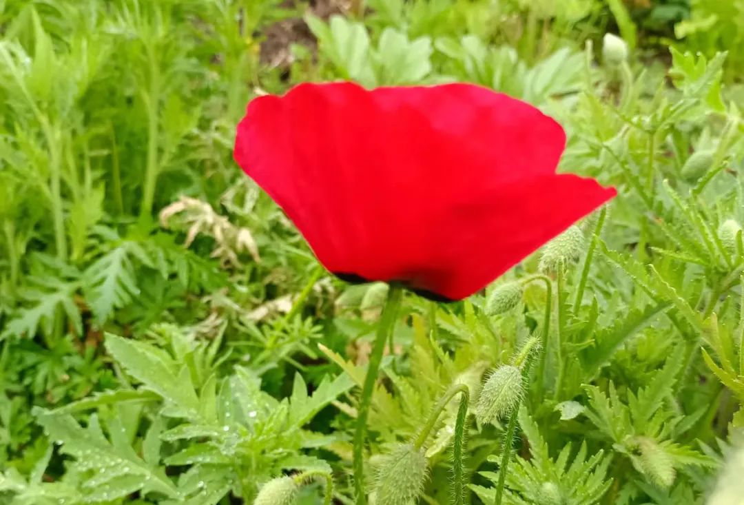 甲友心声和甲癌的关系,甲友心声全文