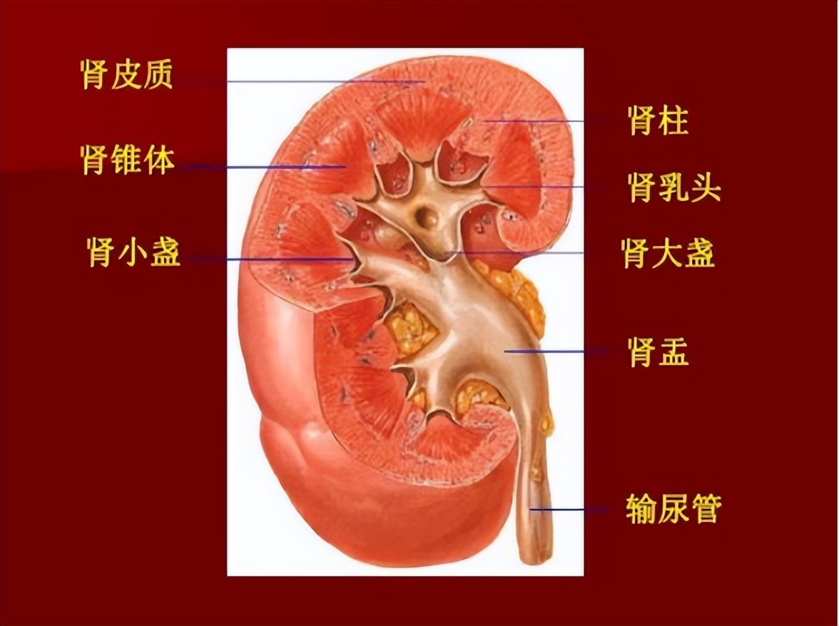 经皮肾镜取石术手术指征,经皮肾镜取石术并发症有哪些