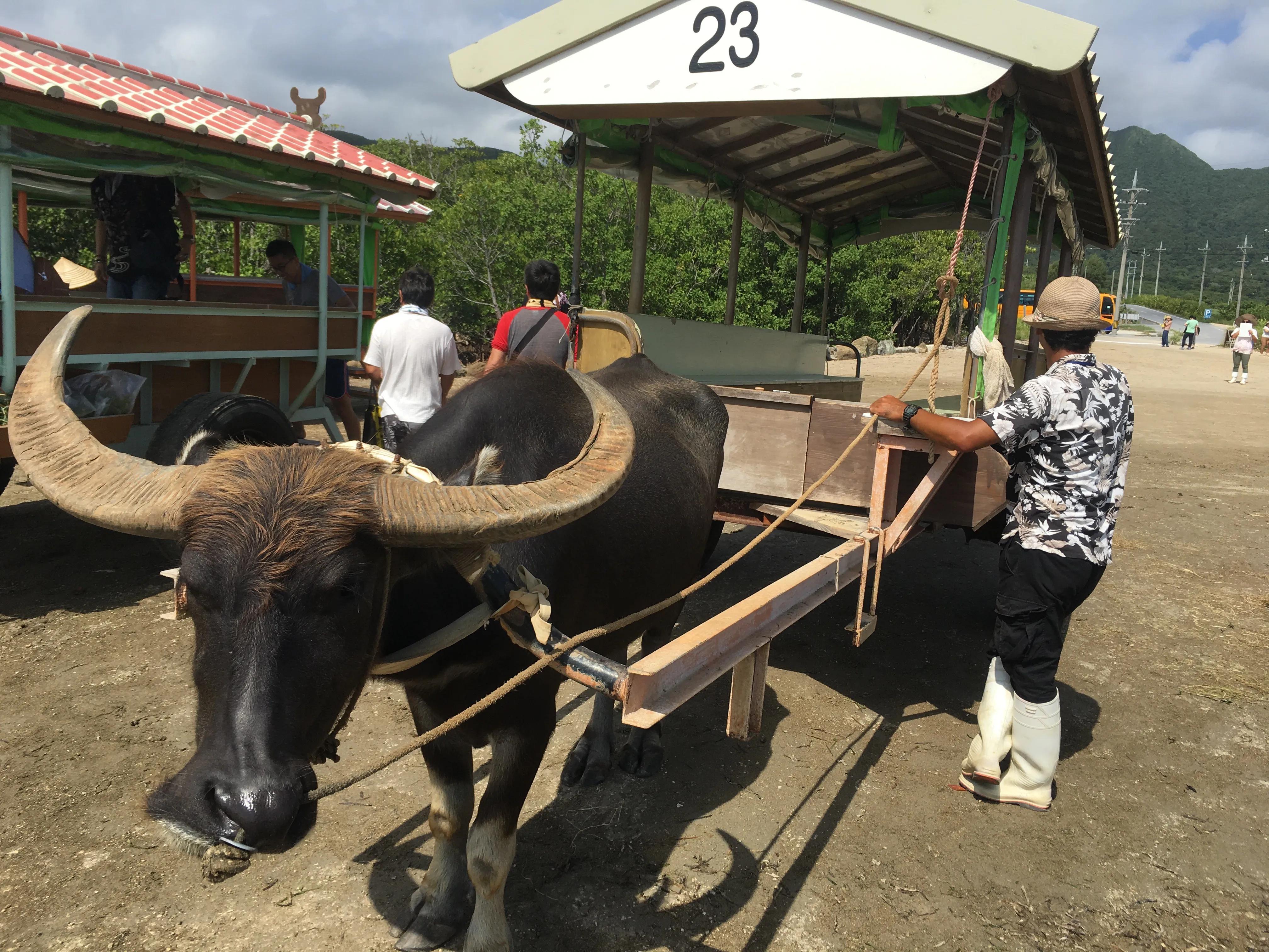 日本冲绳旅游攻略自由行最新,日本冲绳旅游攻略大全