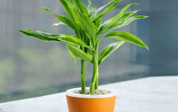 富贵竹几根寓意好,富贵竹要放几根才是吉利数字