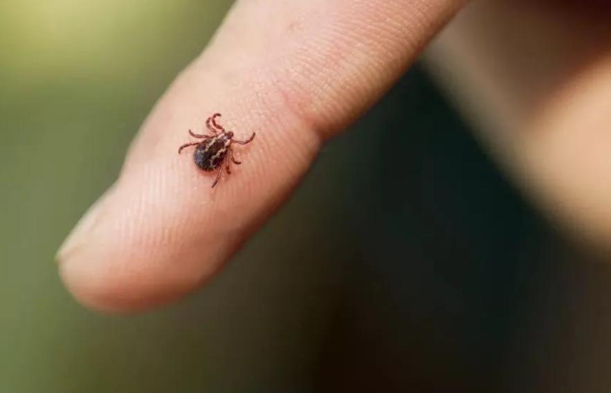 蜱虫会整个钻入身体吗,吸血蜱虫究竟有多可怕