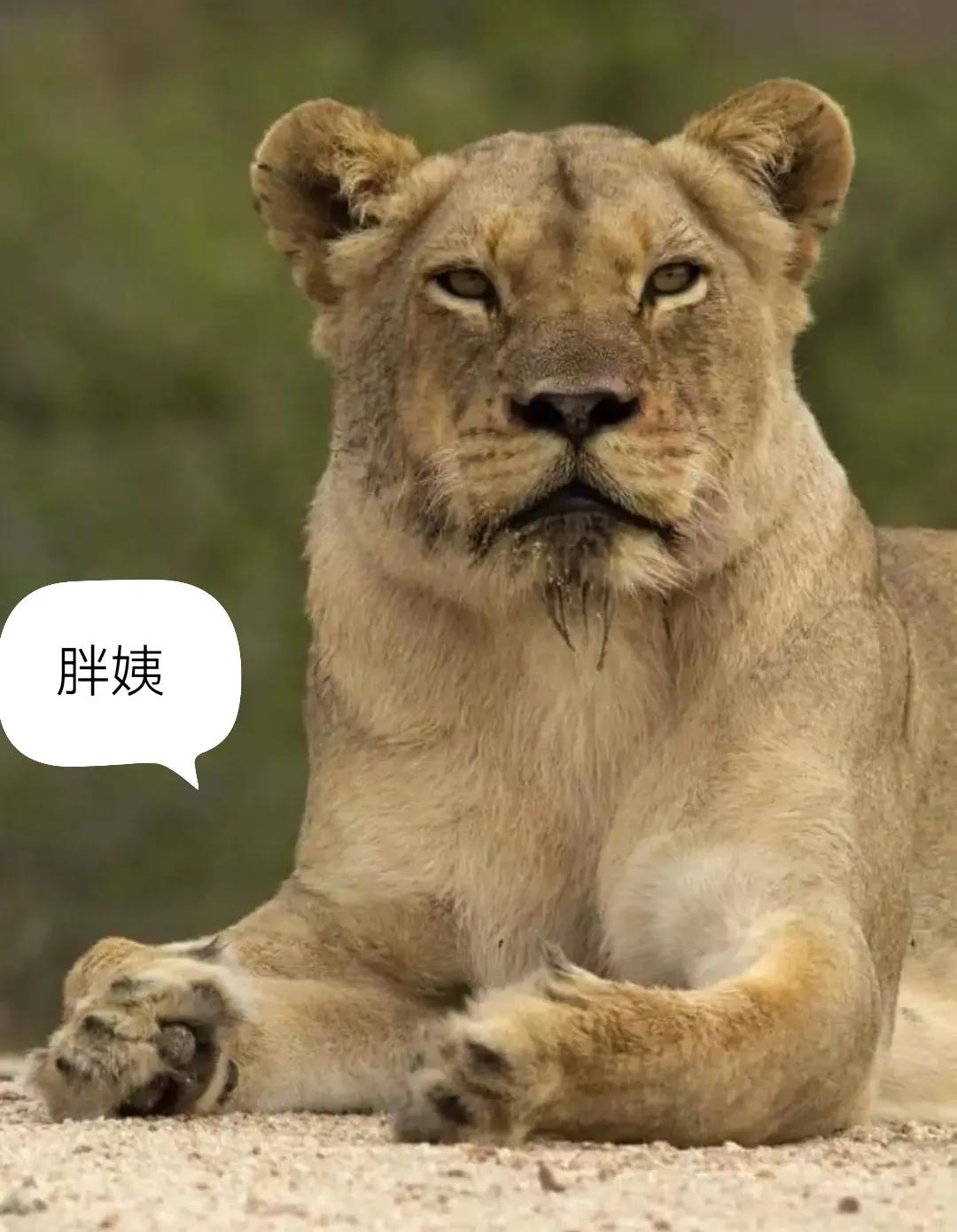 母狮子两副面孔,粉红色的母狮子