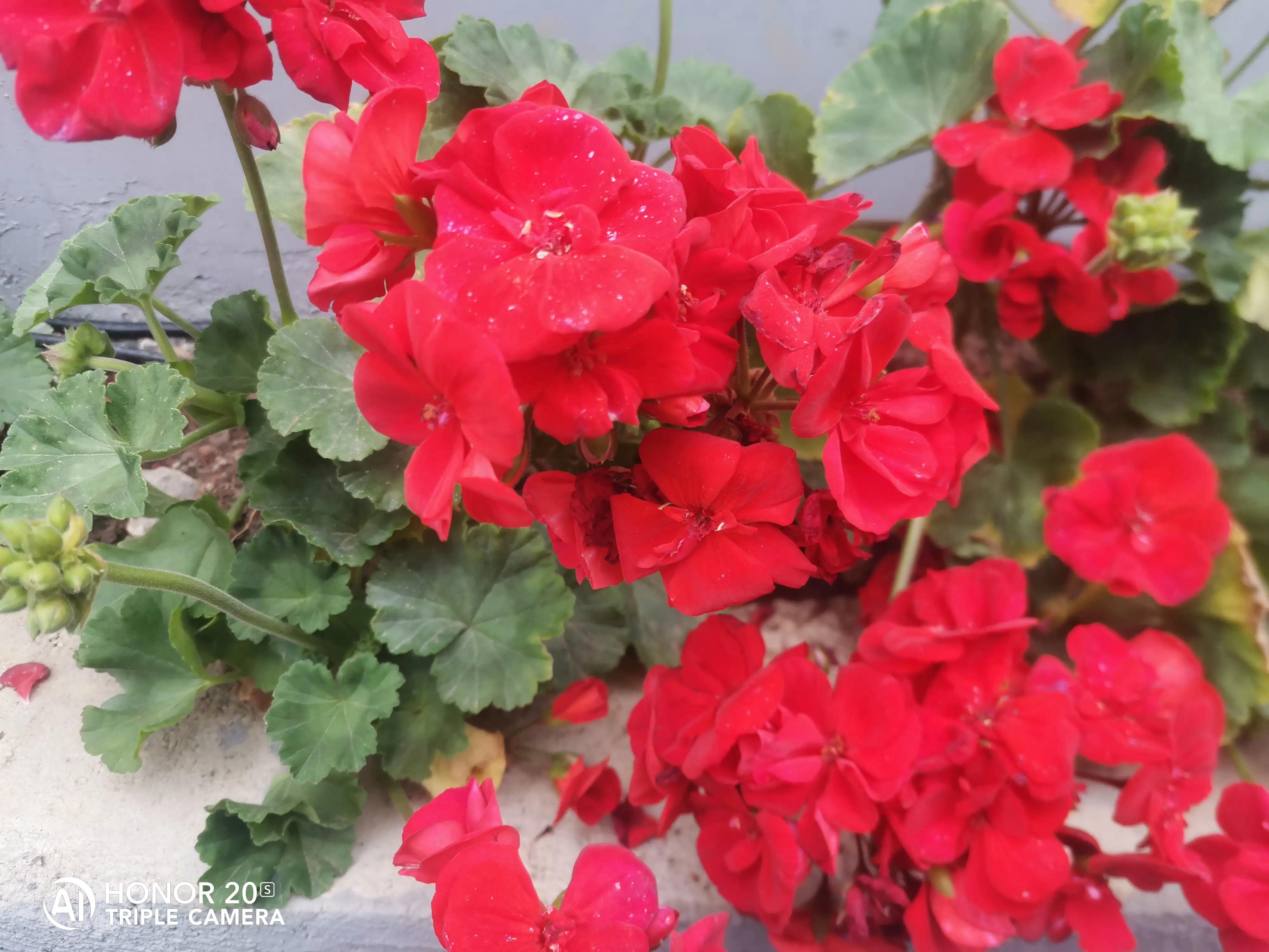 德育学堂小学版四年级上册,小学六年级上学期德育工作总结