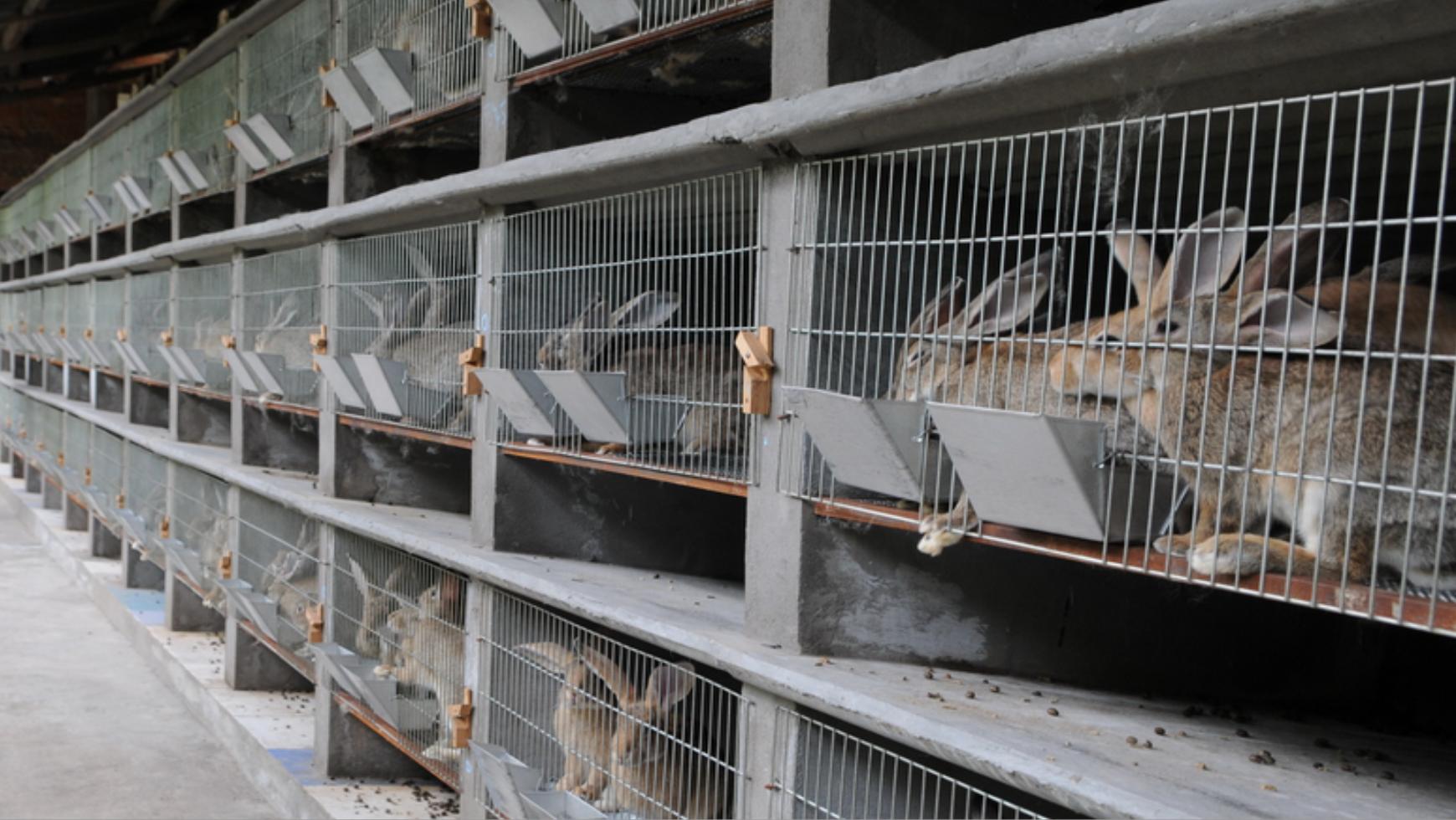 养兔技术与兔疾病防治的关系,养兔生病的症状